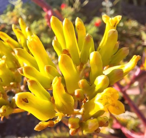 Kalanchoe sexangularis buds